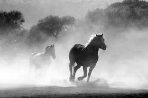 wild horse