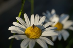 daisy and insect